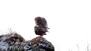 Домовый сыч. Спаривание сов. Little Owl mating. リトルフクロウ交配