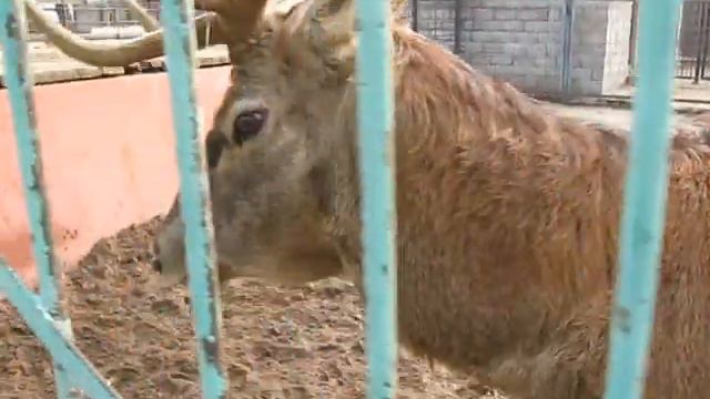 Липецкий зоопарк звери смотреть онлайн