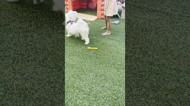 Maltese dog playing with the kids | funny 🪀