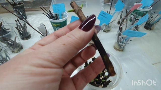 Укоренение метельчатых гортензий одревесневшим черенком.