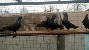 Жуки Черные Смоляные Бакинские Бойные Голуби. Pigeons.Украина. Кривой Рог.