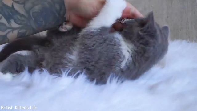 British kittens of different colors | LOVE смотреть онлайн