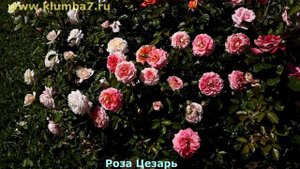 Плетистые розы моего сада. Обзор лучших сортов! Мои фавориты!