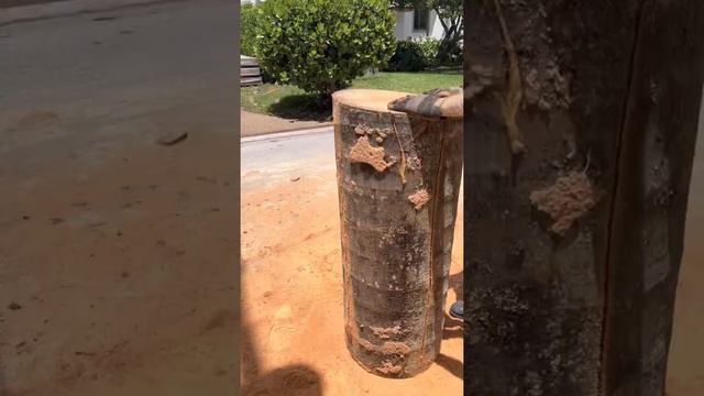 Royal palm tree removal with GRCS￼