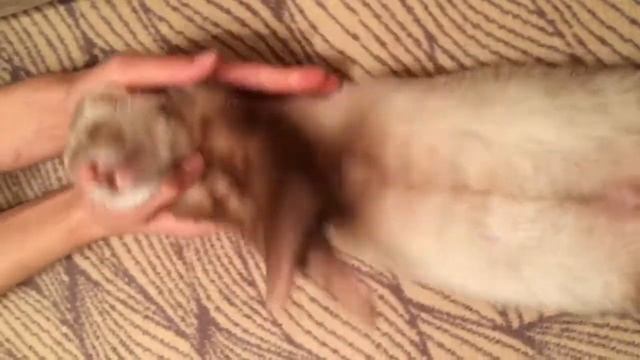 Домашний хорек - спит как убитый смотреть онлайн