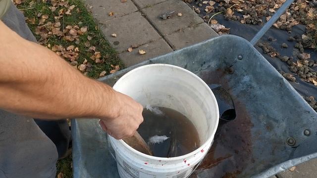 Забиваем, ощипываем и потрошим курочку (индюшку) на Рождество. Своими руками смотреть онлайн