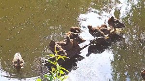 Утки опрокинулись с дерева