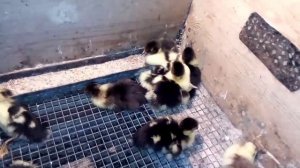 Утята умирают! Почему?