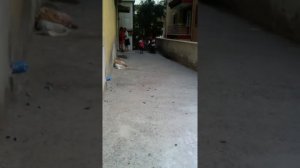 Halil vs Taha