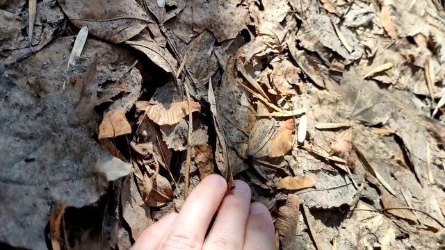 В поисках карликовой сколопендры (Lithobius Forficatus Centipede)