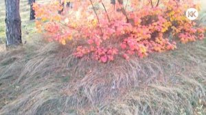 Крым. За грибами в Кесслерский лес. Разведка боем. Грибы