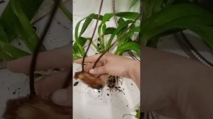 Пересадка и деление Каттлеи, которую "душил" огромный папоротник. Начало истории в фото.