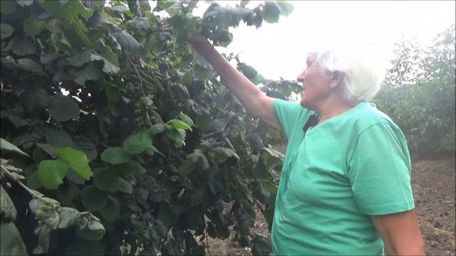 Полив сада  Август 2020 смотреть онлайн