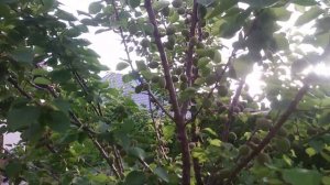 Лето,ах лето...Лето звездное,будь со мной