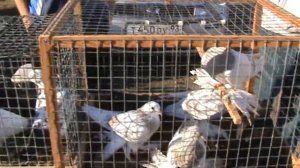 Ярмарка голубей г.Кореновск 10.09.2023г. 1часть