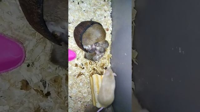 Кто такие МАСТОМИСЫ / содержание /уход /питание смотреть онлайн