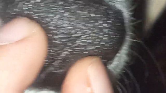 Нос собаки. смотреть онлайн