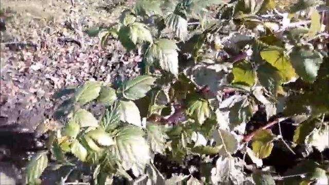 Я нашла малину 25г/ Ремонтантный сорт малины Химботоп. смотреть онлайн