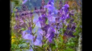 Шлемник байкальский   Scutellaria baicalensis