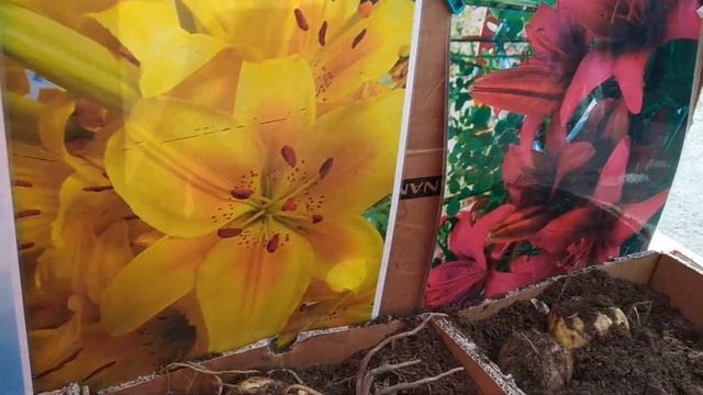 Рынок. Куры. Цена. смотреть онлайн