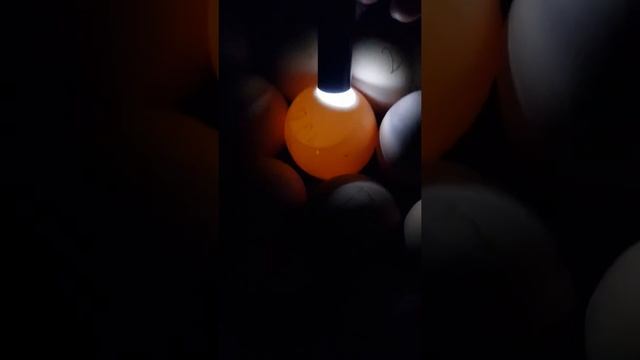 Овоскопируем куриные яйца 9 день инкубации. смотреть онлайн