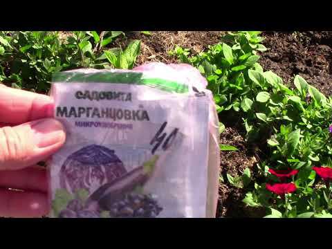Гортензии.  Подкисление почвы.  Подкормка марганцовкой. Органикс Микс