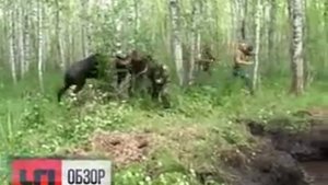 лось напал...