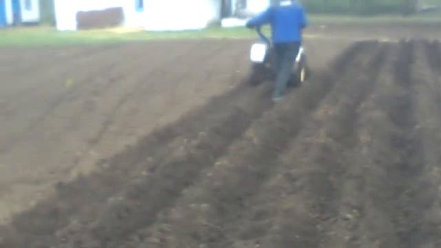 Посадка картофеля мотоблоком Заря ширина картофеля Аризона и Славянка и Малоросса