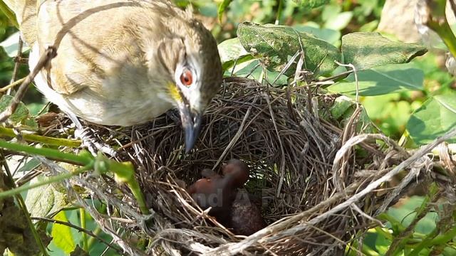 Just Born Goes Crazy Eating Giant PARROT FLY | Yellow Vented Bulbul bird in nest | Bird Nest смотреть онлайн