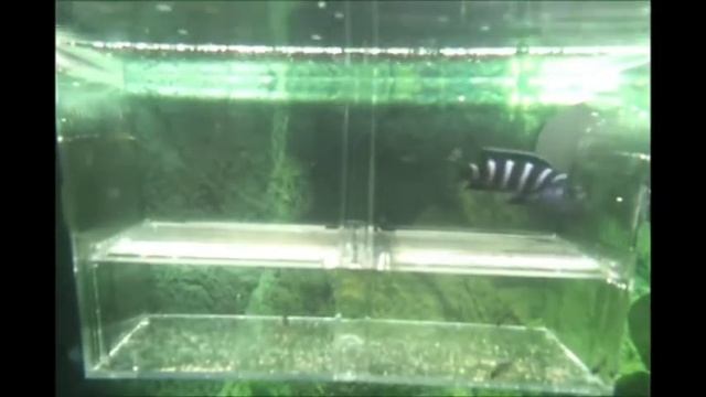 Псевдотрофеус демасони выпускает мальков смотреть онлайн