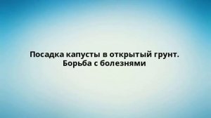 Посадка капусты в открытый грунт. Борьба с болезнями