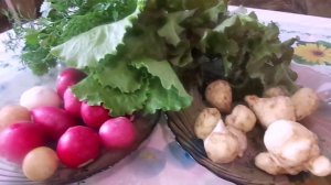 Очень вкусный,  очень полезный и лечебный салат из топинамбура (земляной груши), редиса и зелени..