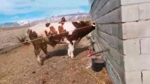 3-х годовалый бык . 490кг мясом