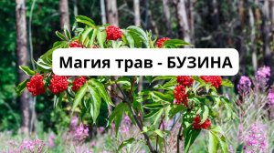 Магия трав - БУЗИНА