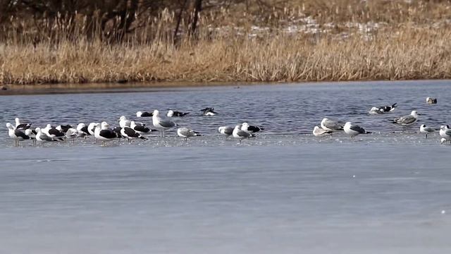 Клуши на пролете. Larus fuscus. Птицы Беларуси. смотреть онлайн