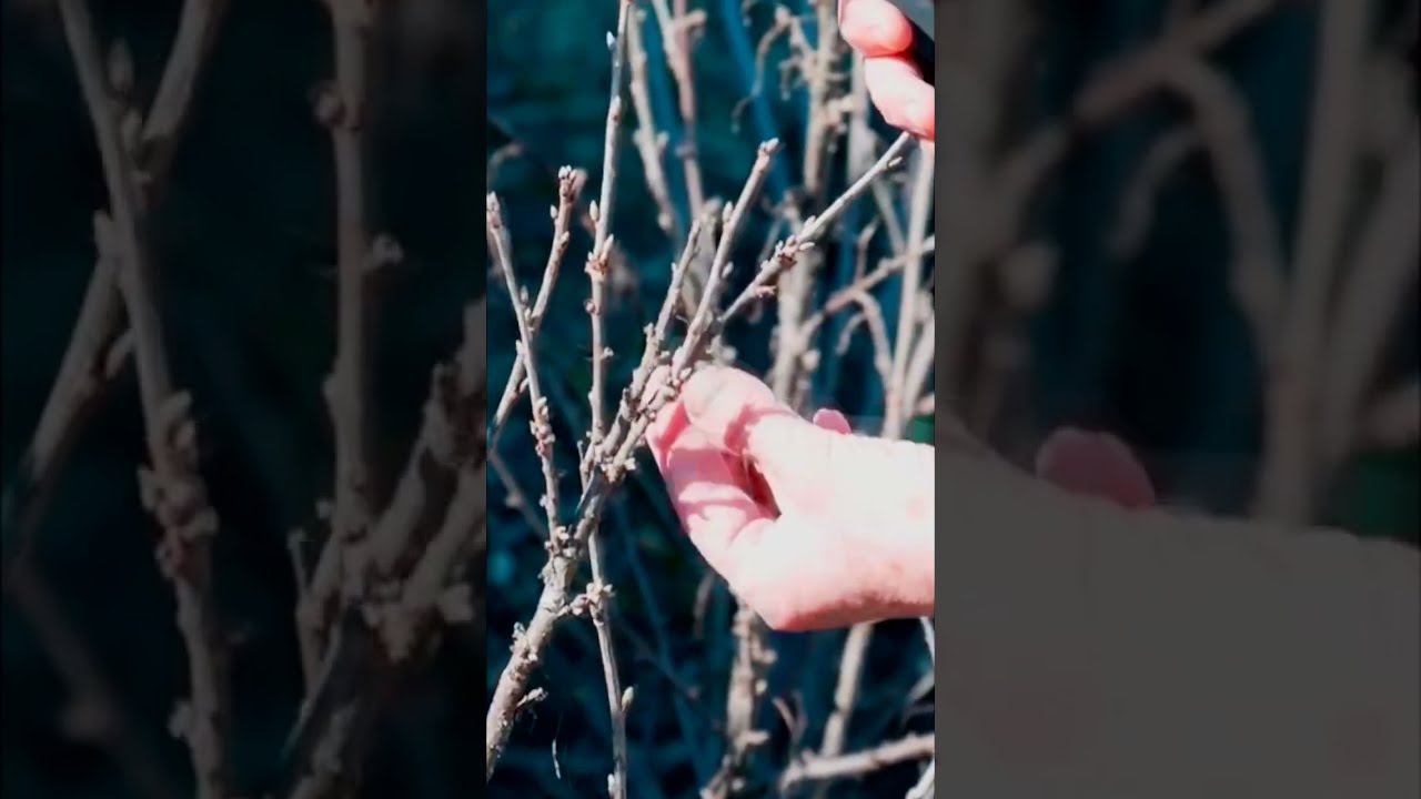 ОБРЕЗКА КРАСНОЙ СМОРОДИНЫ 1