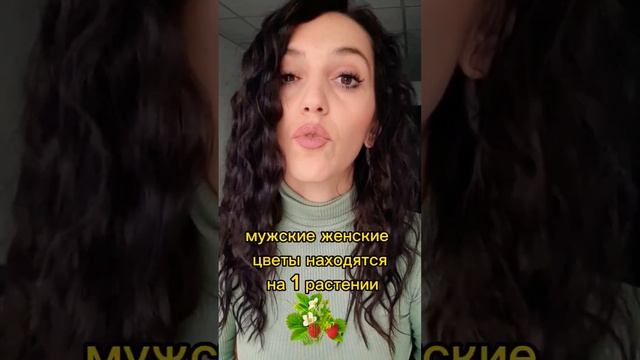 Как различить мужские и женские кусты клубники?