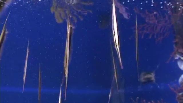 аквариумы 2016 видео для внутреннего пользования публичное размещение запрещено