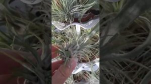 Тилландсии размножение