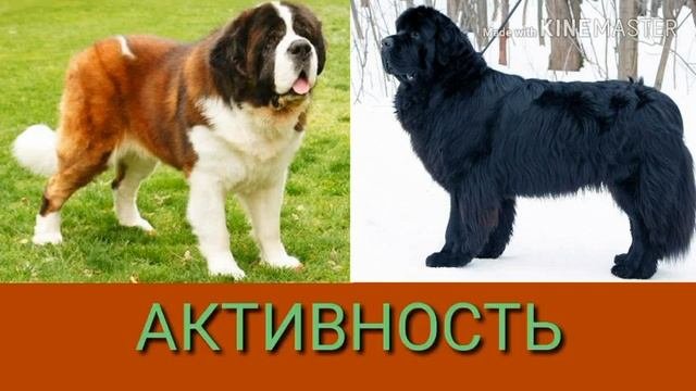 Сенбернар против Ньюфаундленда. Senbernar Against Newfoundland.