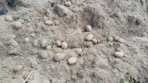 Картофель "Вектор". 21.08.2021//Часть №2