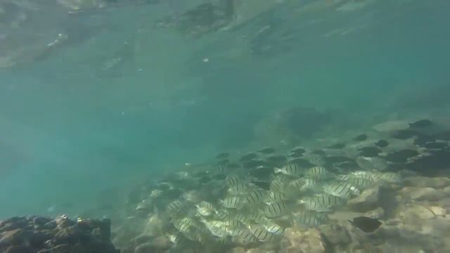 Cornetfish Snorkeling at Ko'Olina смотреть онлайн