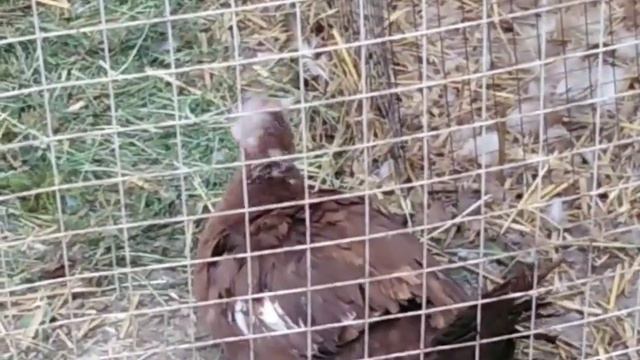 Домашнее хозяйство 🦆🐔🥚 смотреть онлайн