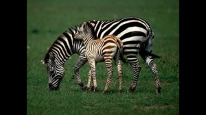 5 фактов о зебрах!