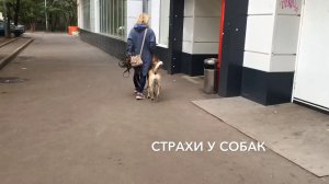 Страхи у собак и их преодоление.