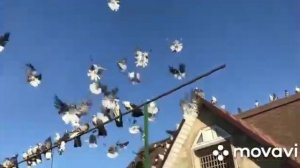 Голуби Петрожицского И.В. Щигры.