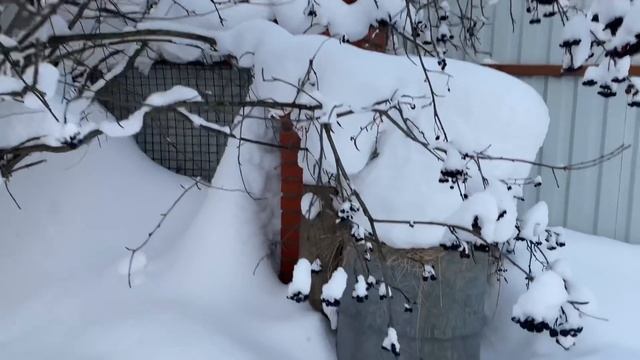 Берегите теплицу зимой . Зимой на даче . Цветоводство на даче .
