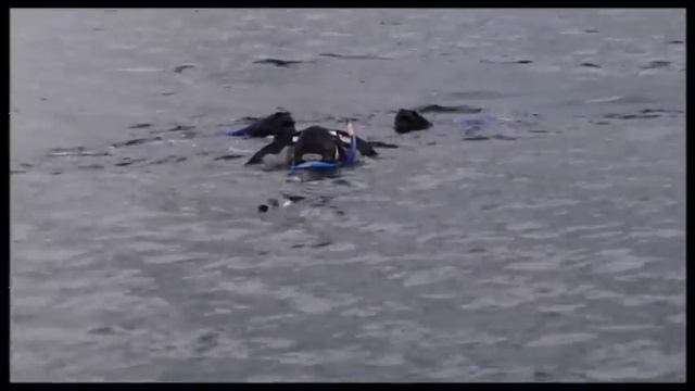 Leopard Seals, Lords of the Ice | Documentary смотреть онлайн