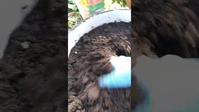 Готовый компост для комнатных цветов / Как приготовить грунт для комнатных растений своими руками смотреть онлайн