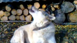 губная гармошка, а собака поёт